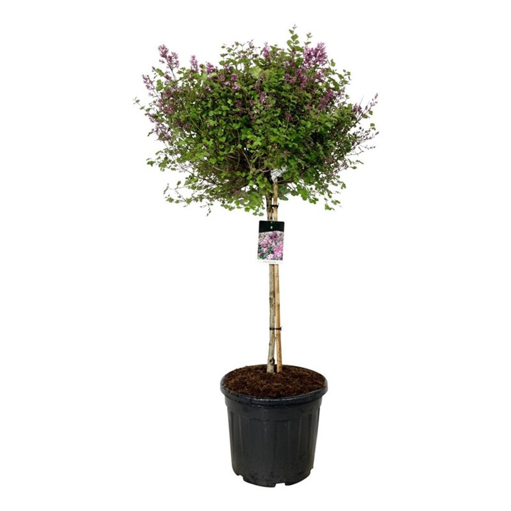 Syringa meyeri 'Palibin'.