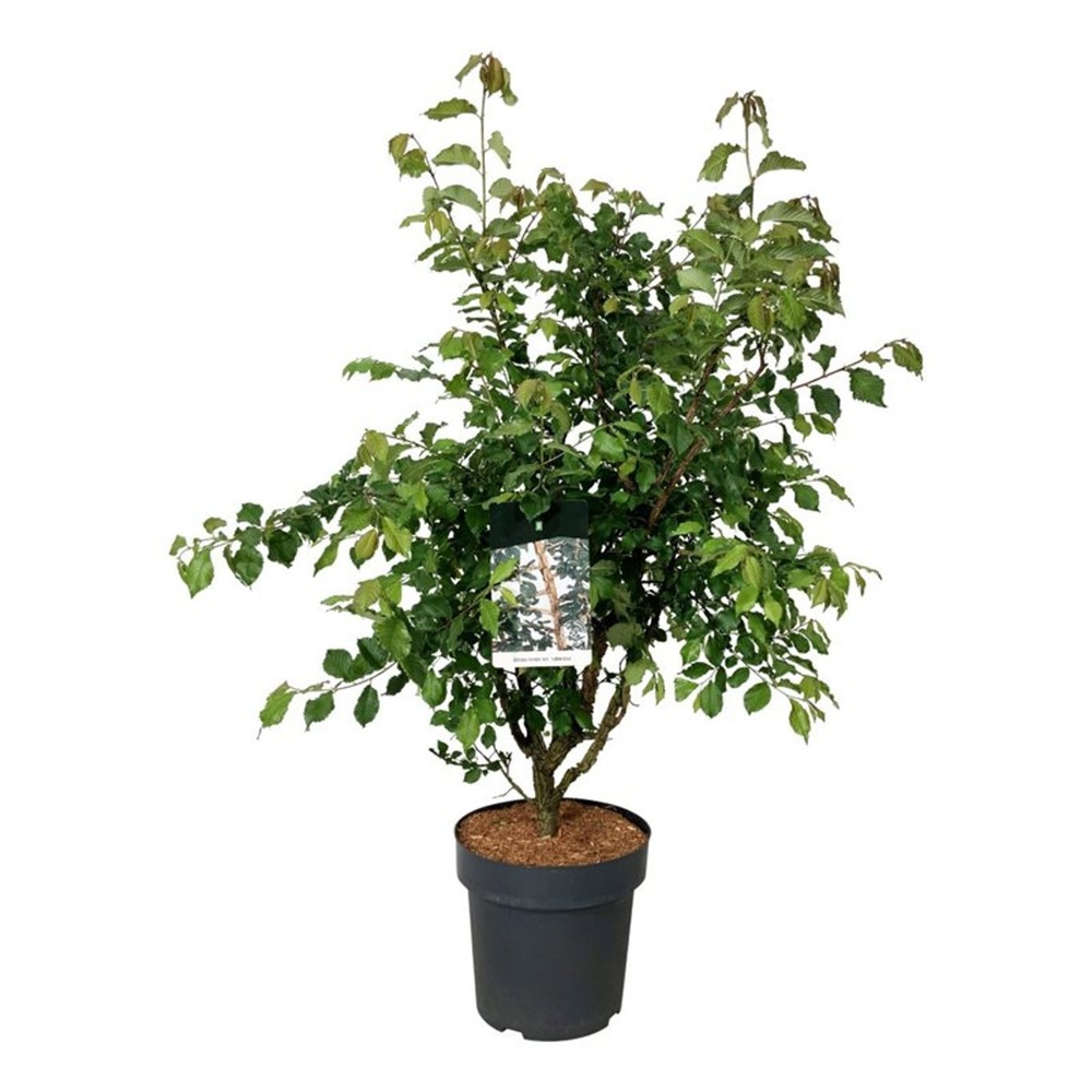 Ulmus minor suberosa.
