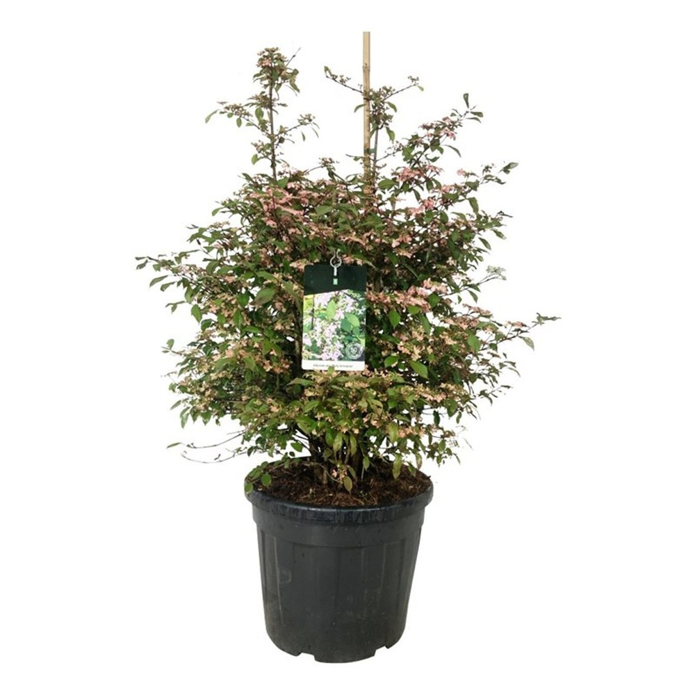 Viburnum plic. 'Molly Schroeder'.