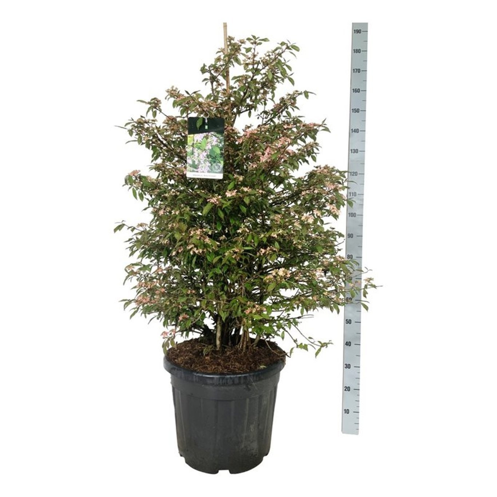Viburnum plic. 'Molly Schroeder'.