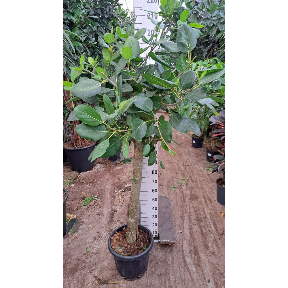 Ficus Benghalensis Audry stam XXL.