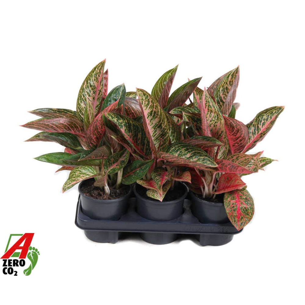 Aglaonema Starshine.
