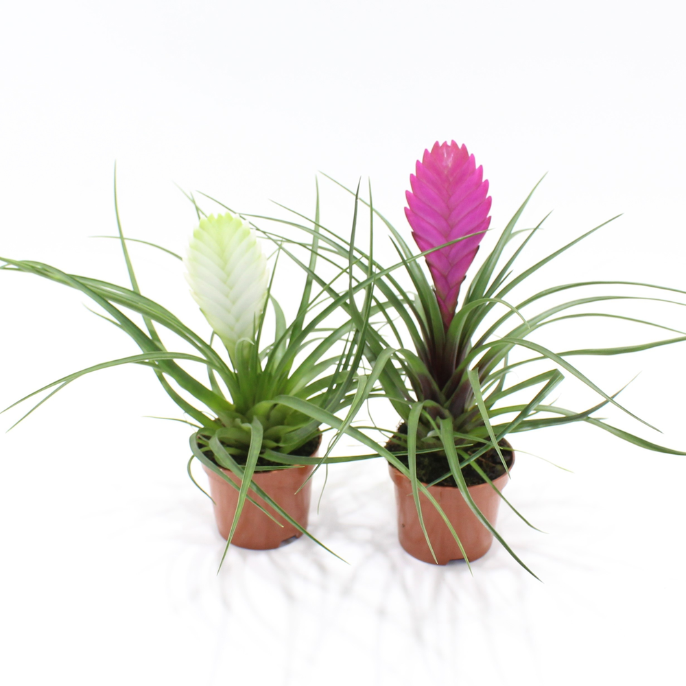 Tillandsia Gemengd (Zonder Hoes).