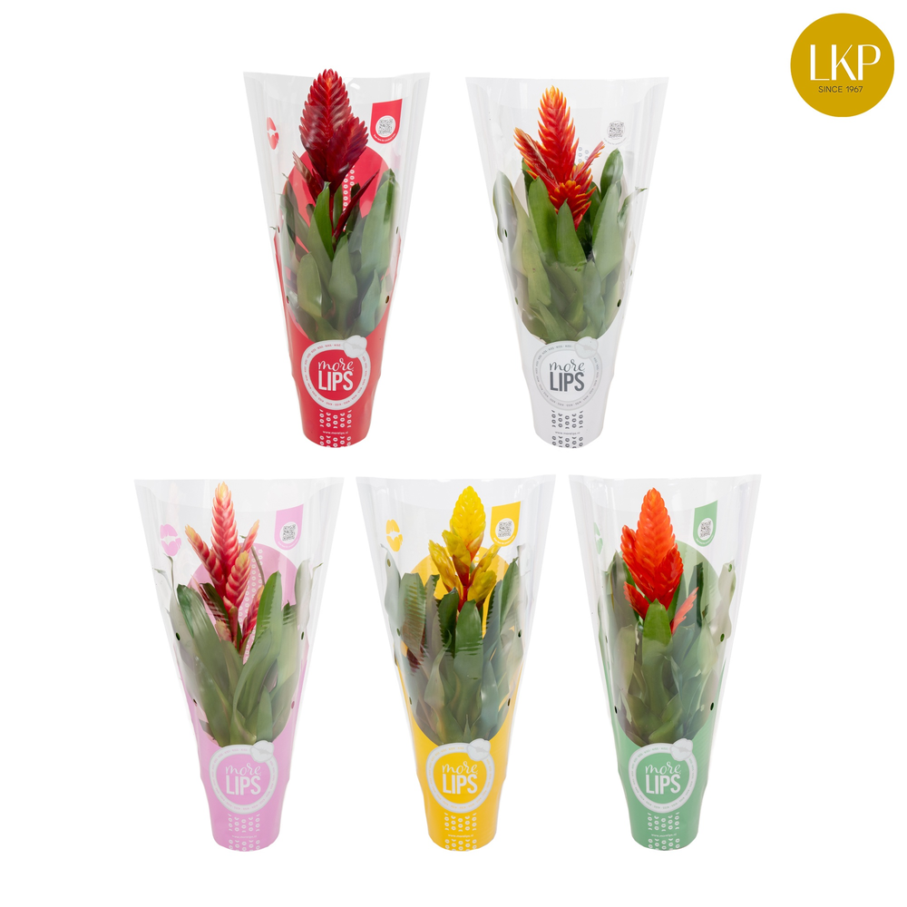 Vriesea Sensation 8 soorten Gemengd MoreLIPS®.