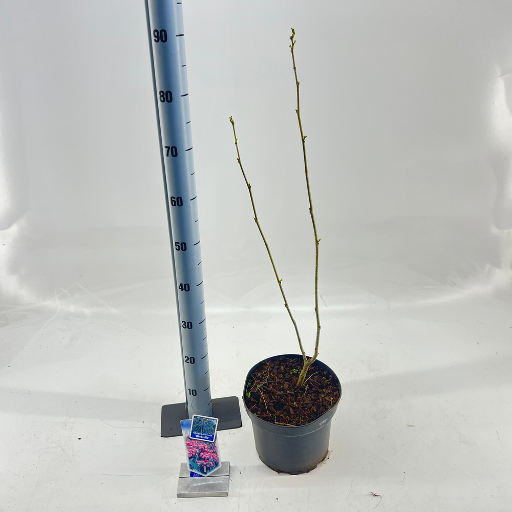 Albizia julibrissin Ombrella® ('Boubri'PBR).