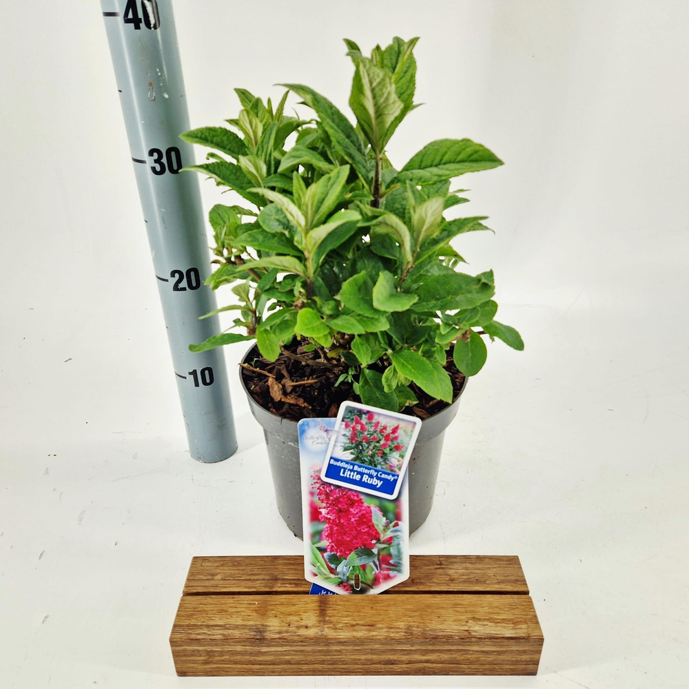 Buddleja d. Butt. Candy® Little Ruby ('BotEx 006'P.