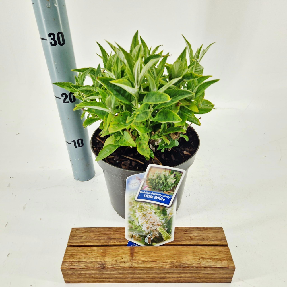 Buddleja d. Butt. Candy® Little White ('BotEx 003'.
