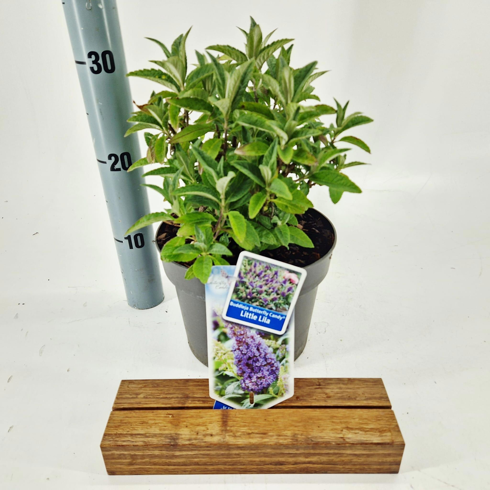 Buddleja d. Butt. Candy® Little Lila ('BotEx 004'P.