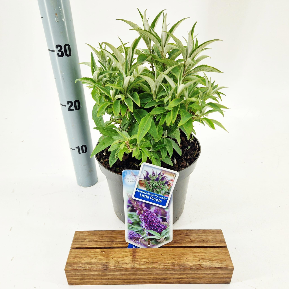 Buddleja d. Butt. Candy® Little Purple ('BotEx 001.