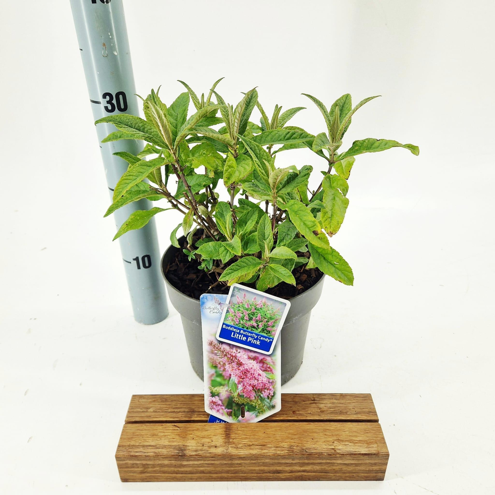 Buddleja d. Butt. Candy® Little Pink ('BotEx 005'P.