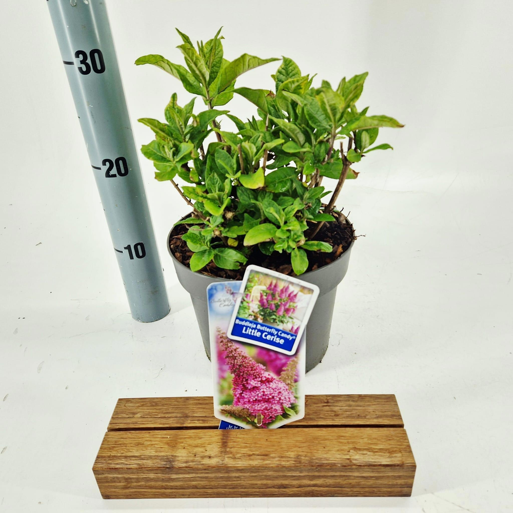 Buddleja d. Butt. Candy® Little Cerise ('BotEx 007.