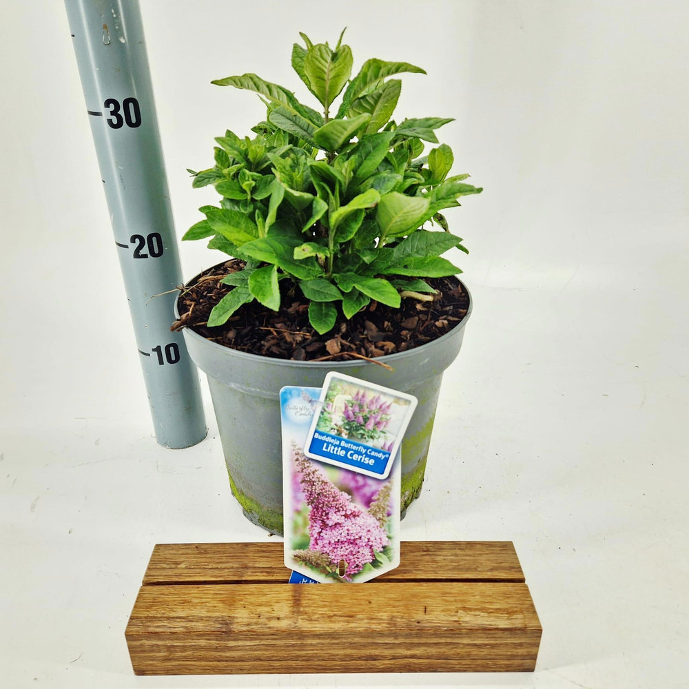 Buddleja d. Butt. Candy® Little Cerise ('BotEx 007.