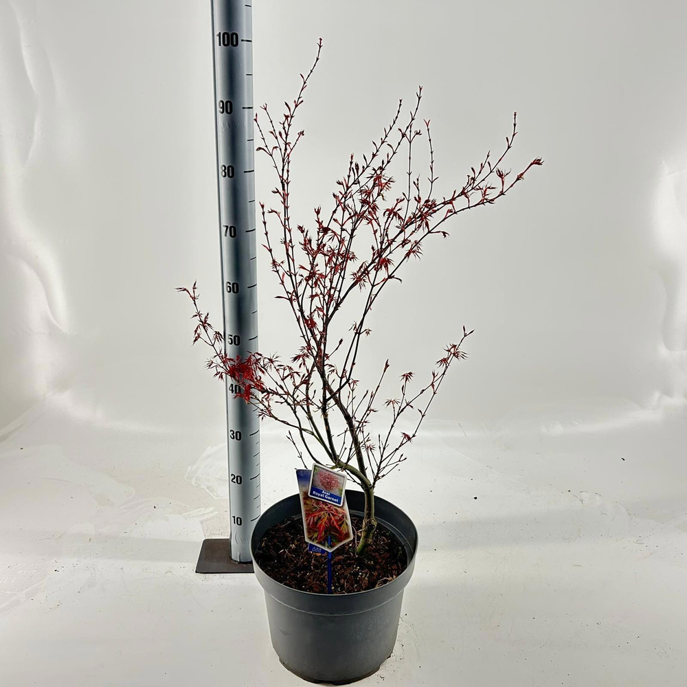 Acer pal. 'Royal Garnet ('Opstal11PBR).