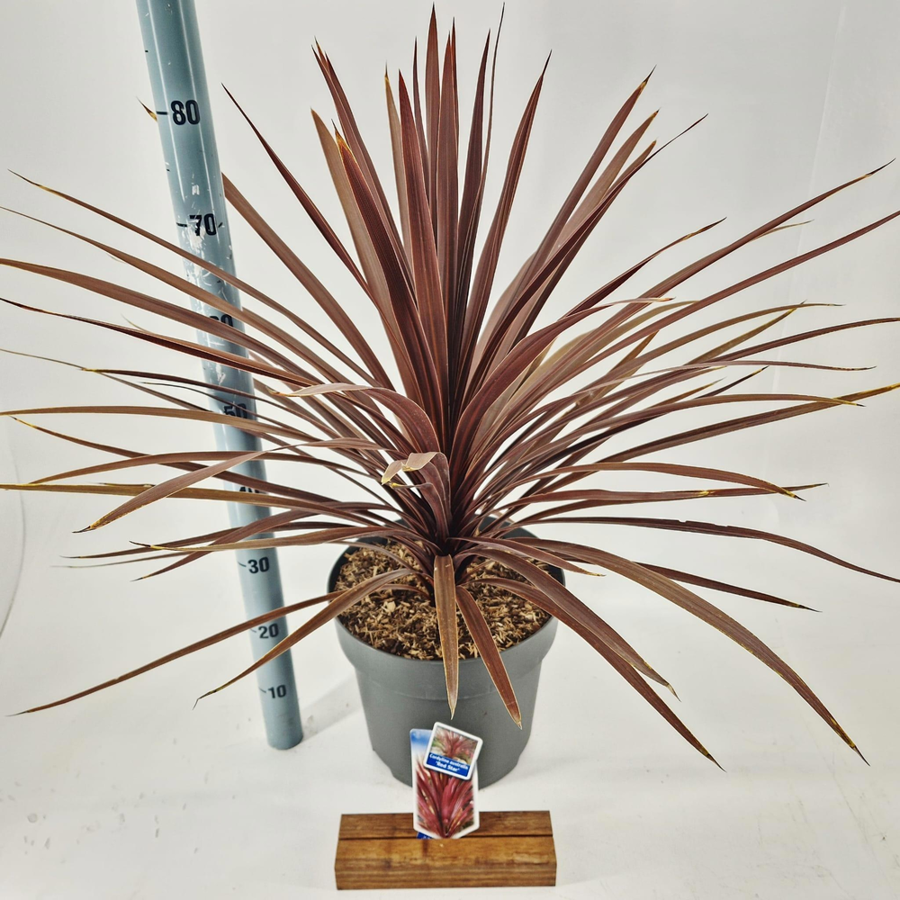 Cordyline australis 'Red Star'.