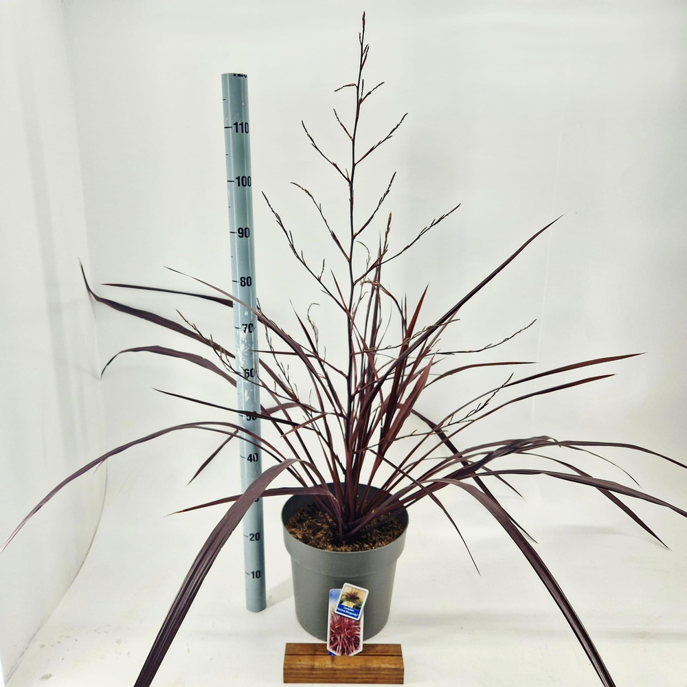 Cordyline Festival® Burgundy ('JURRed’PBR).