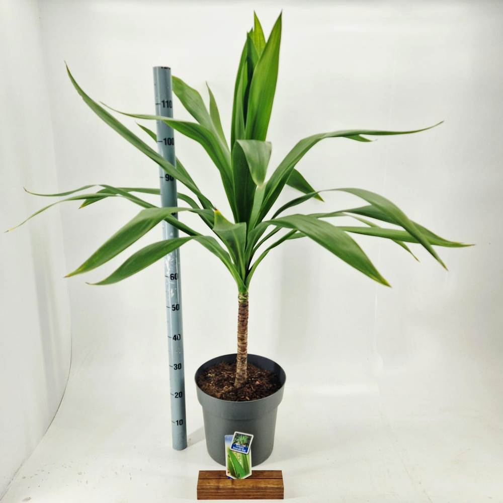 Cordyline Emerald Star ('Broadsword'PBR).