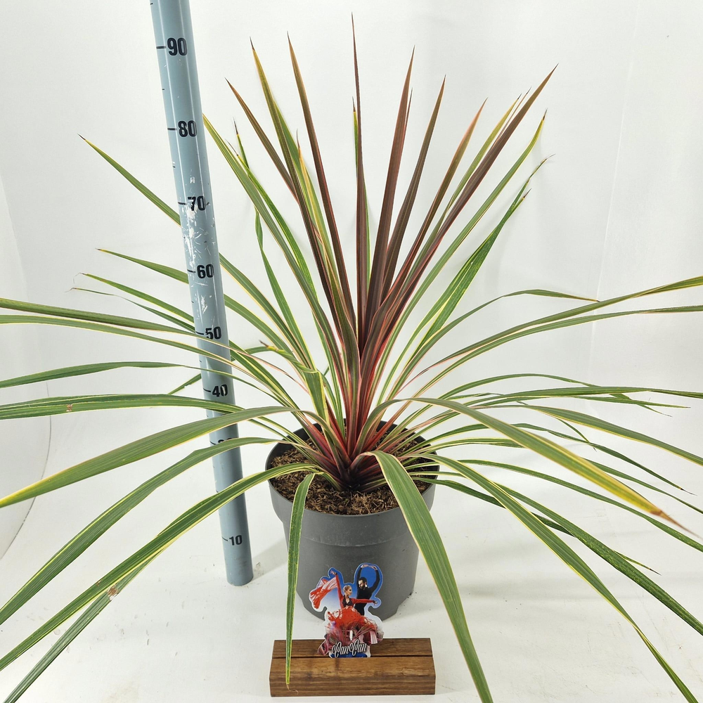 Cordyline australis 'Can Can'.