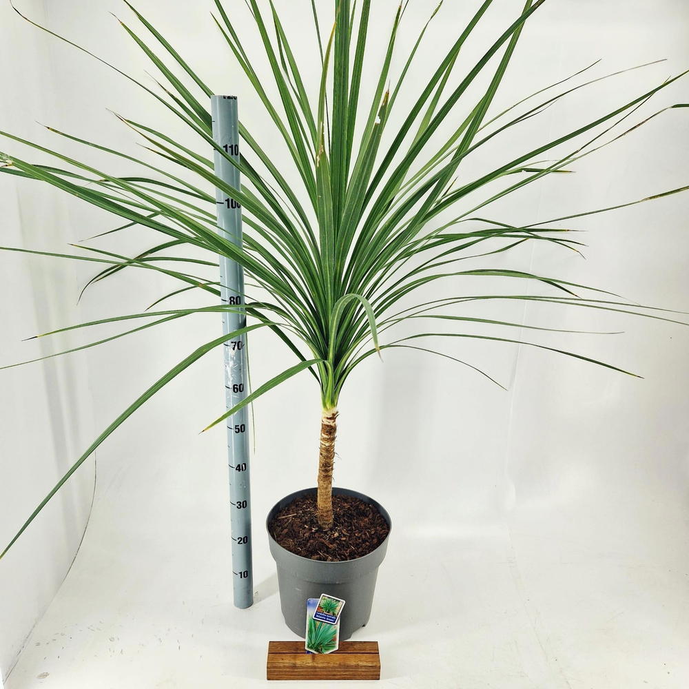 Cordyline australis 'Atlantic Green'.