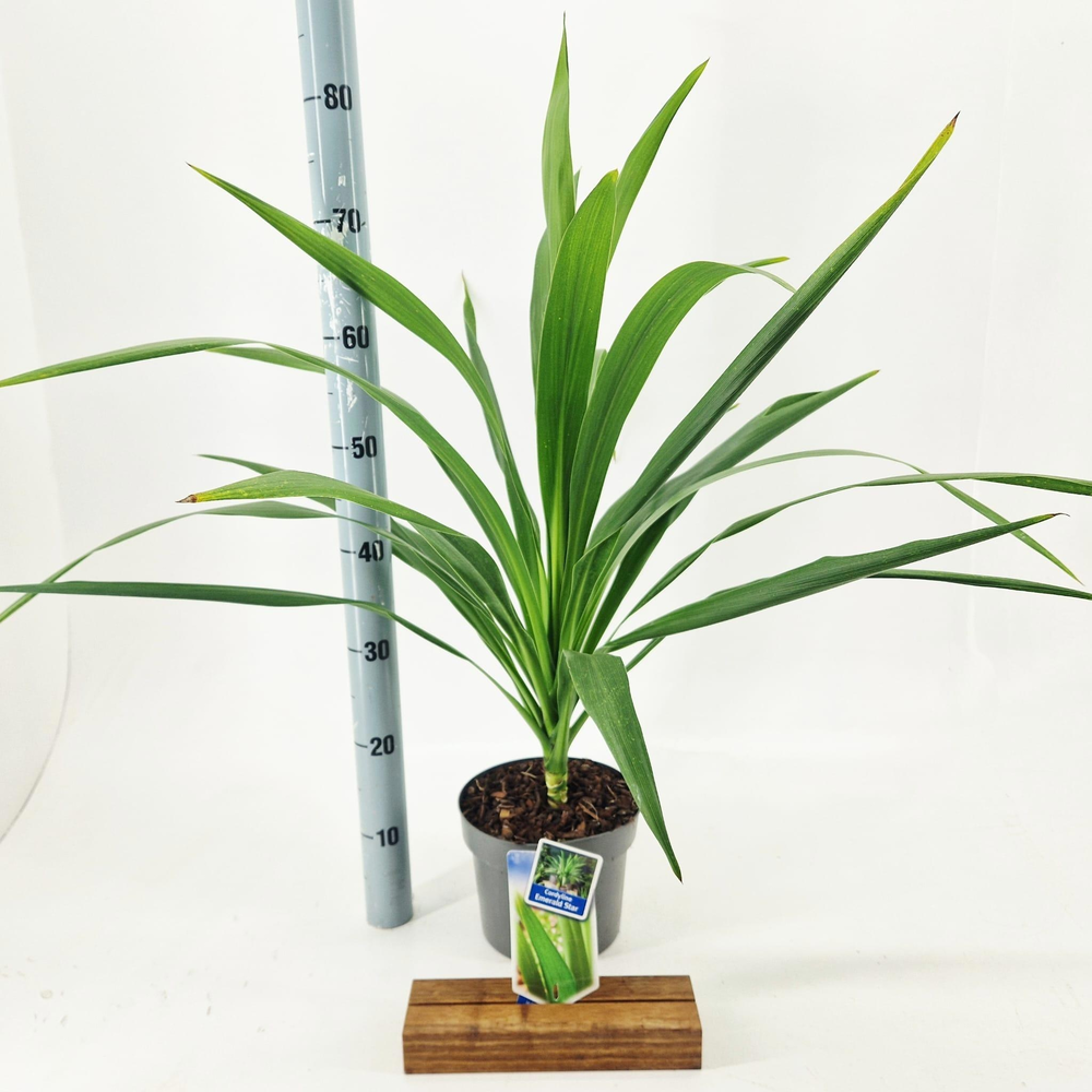 Cordyline Emerald Star ('Broadsword'PBR).