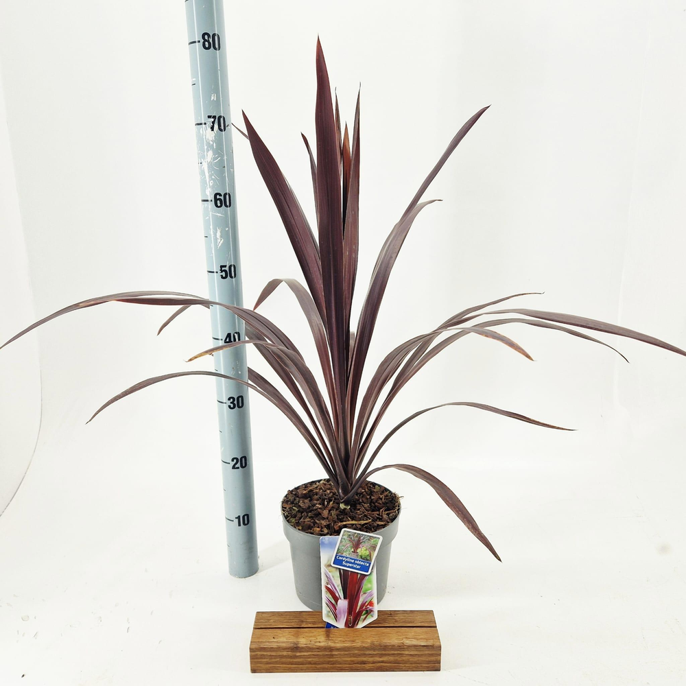 Cordyline obtecta Superstar ('Albatross'PBR).