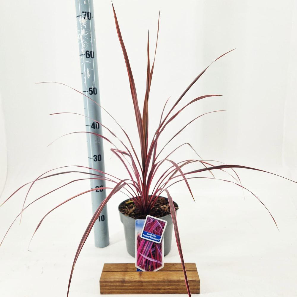 Cordyline Festival® Raspberry ('CorBzr01'PBR).