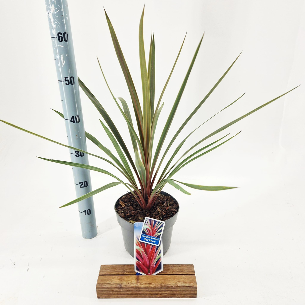 Cordyline australis 'Red Heart'.