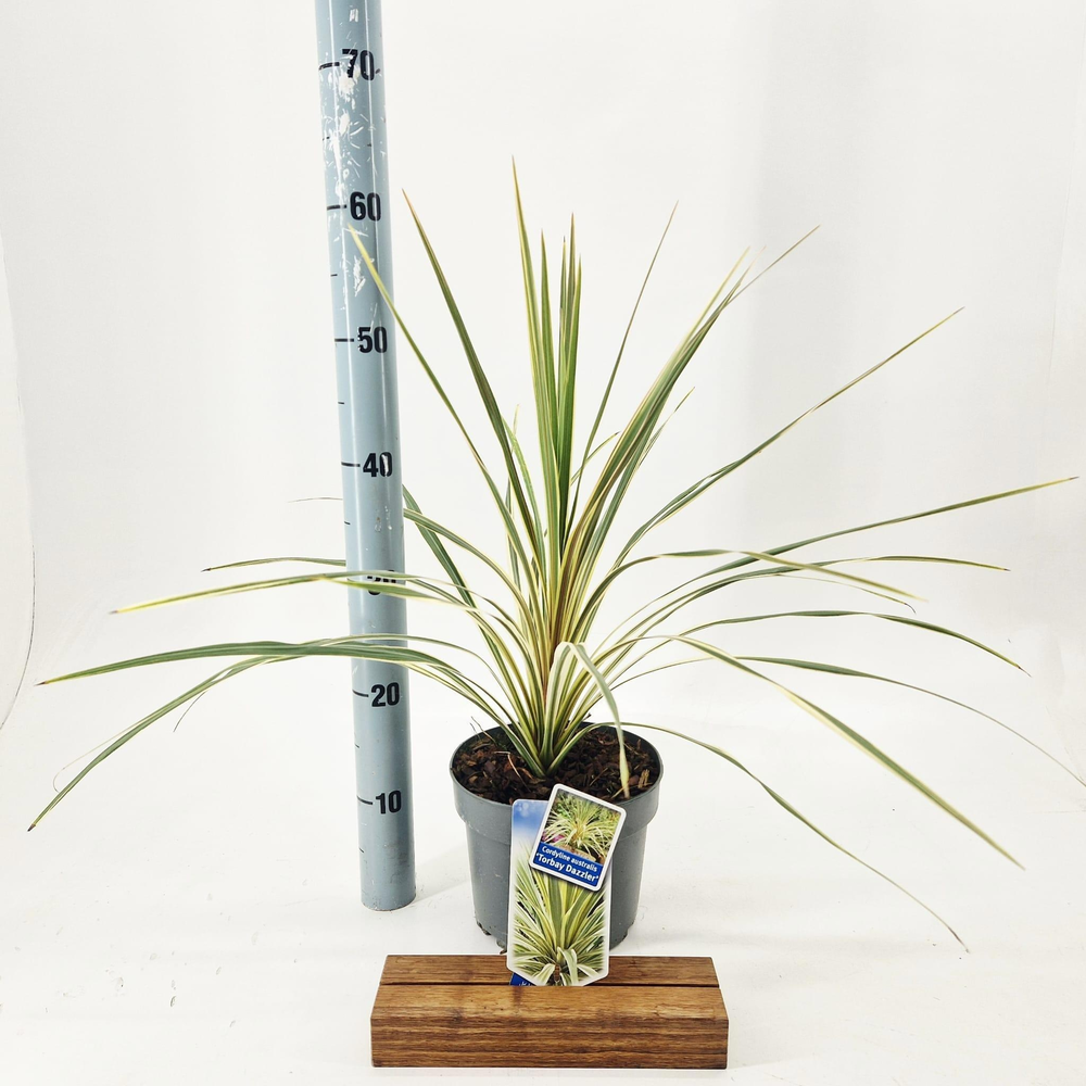 Cordyline australis 'Torbay Dazzler'.