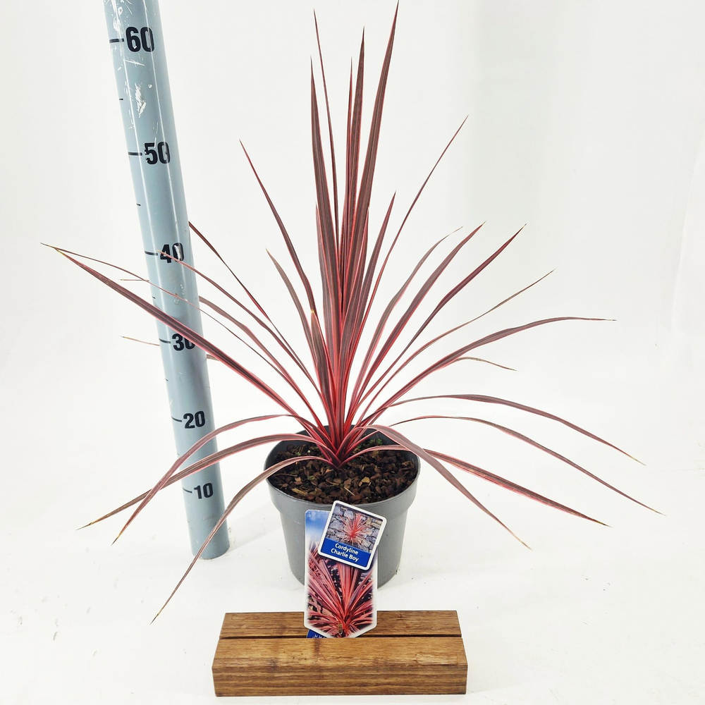 Cordyline australis Charlie Boy ('RIC01'PBR).