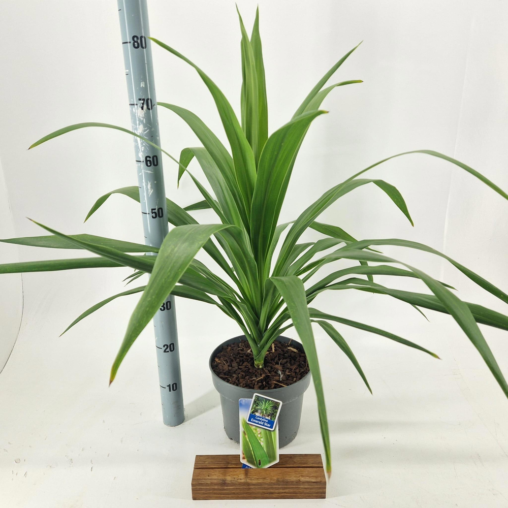 Cordyline Emerald Star ('Broadsword'PBR).
