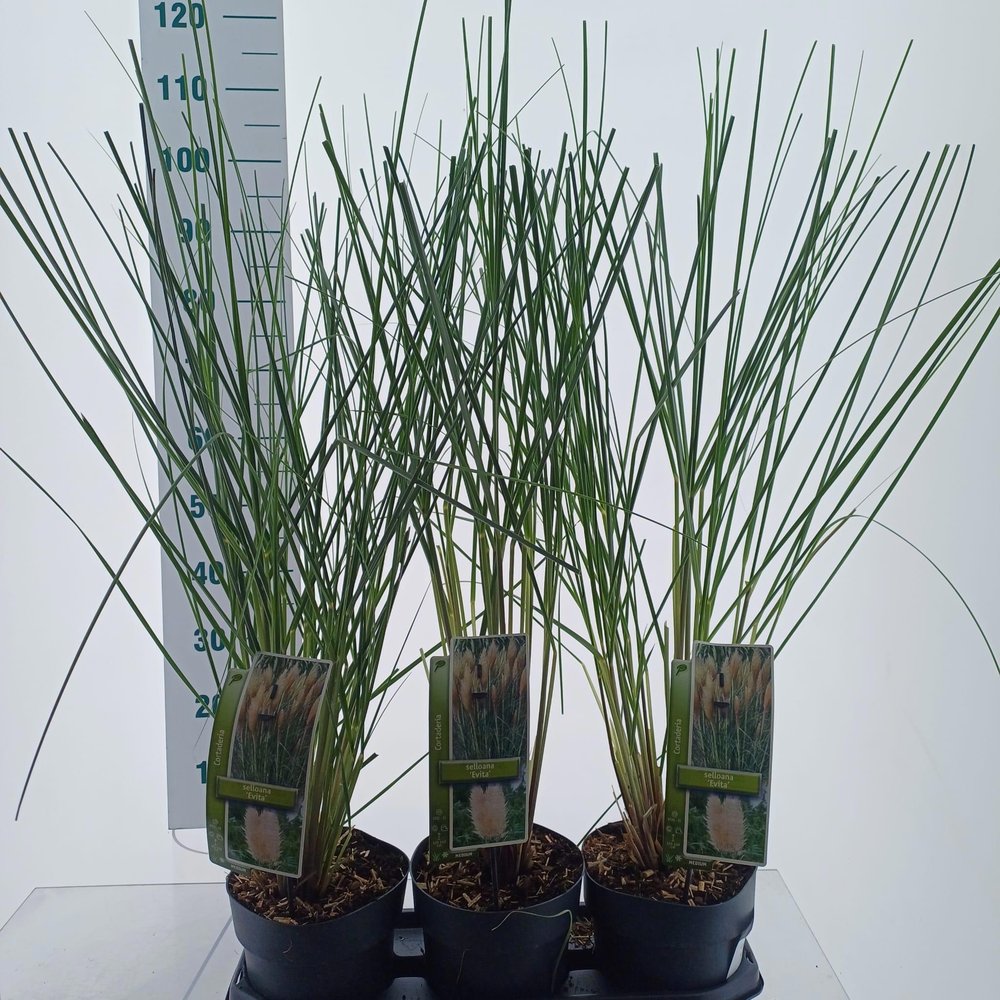 Cortaderia selloana 'Evita'.