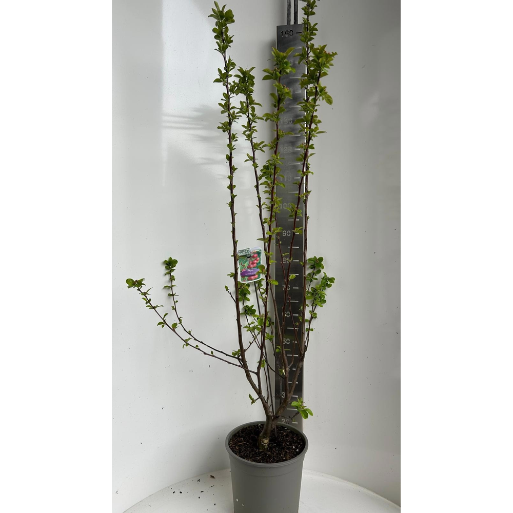 Malus 'Red Sentinel'.