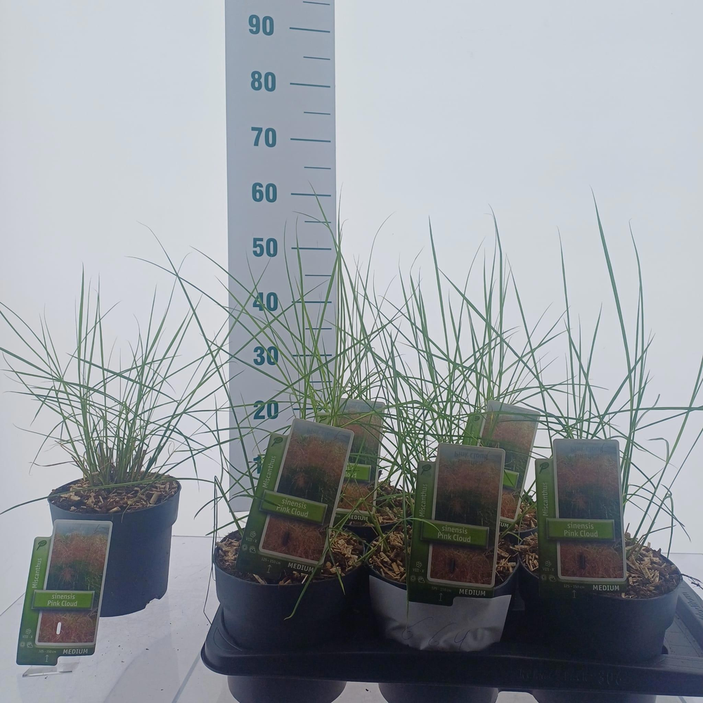 Miscanthus sin. 'Pink Cloud'.