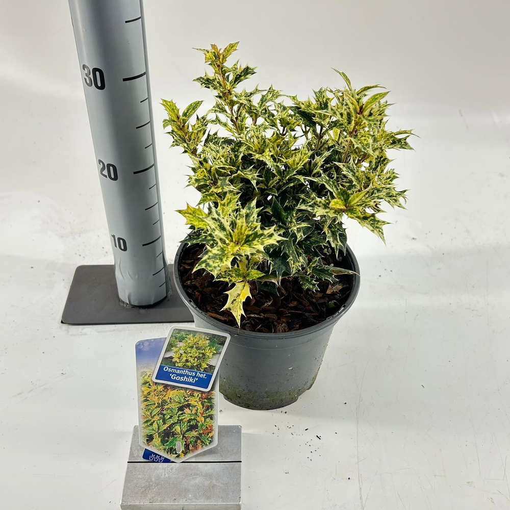 Osmanthus het. ‘Goshiki’.