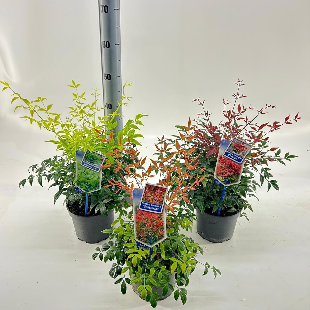Nandina mix (minimum order one layer).