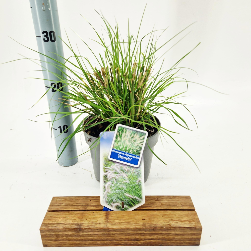 Pennisetum alopecuroides 'Hameln'.