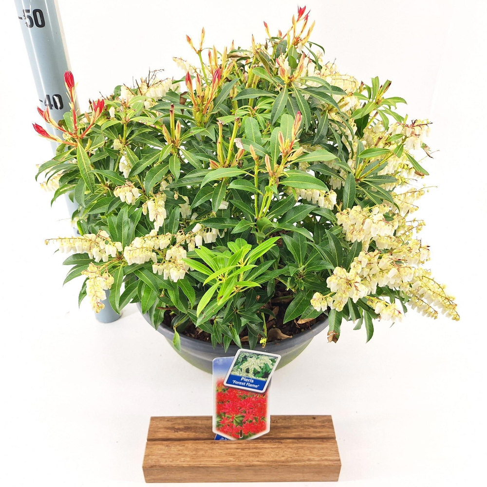 Pieris 'Forest Flame'.