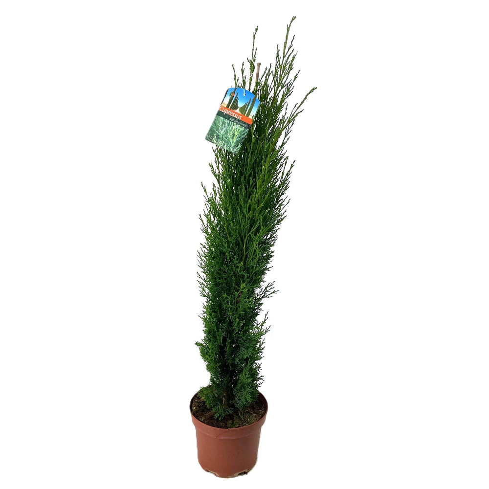 Cupressus sempervirens.
