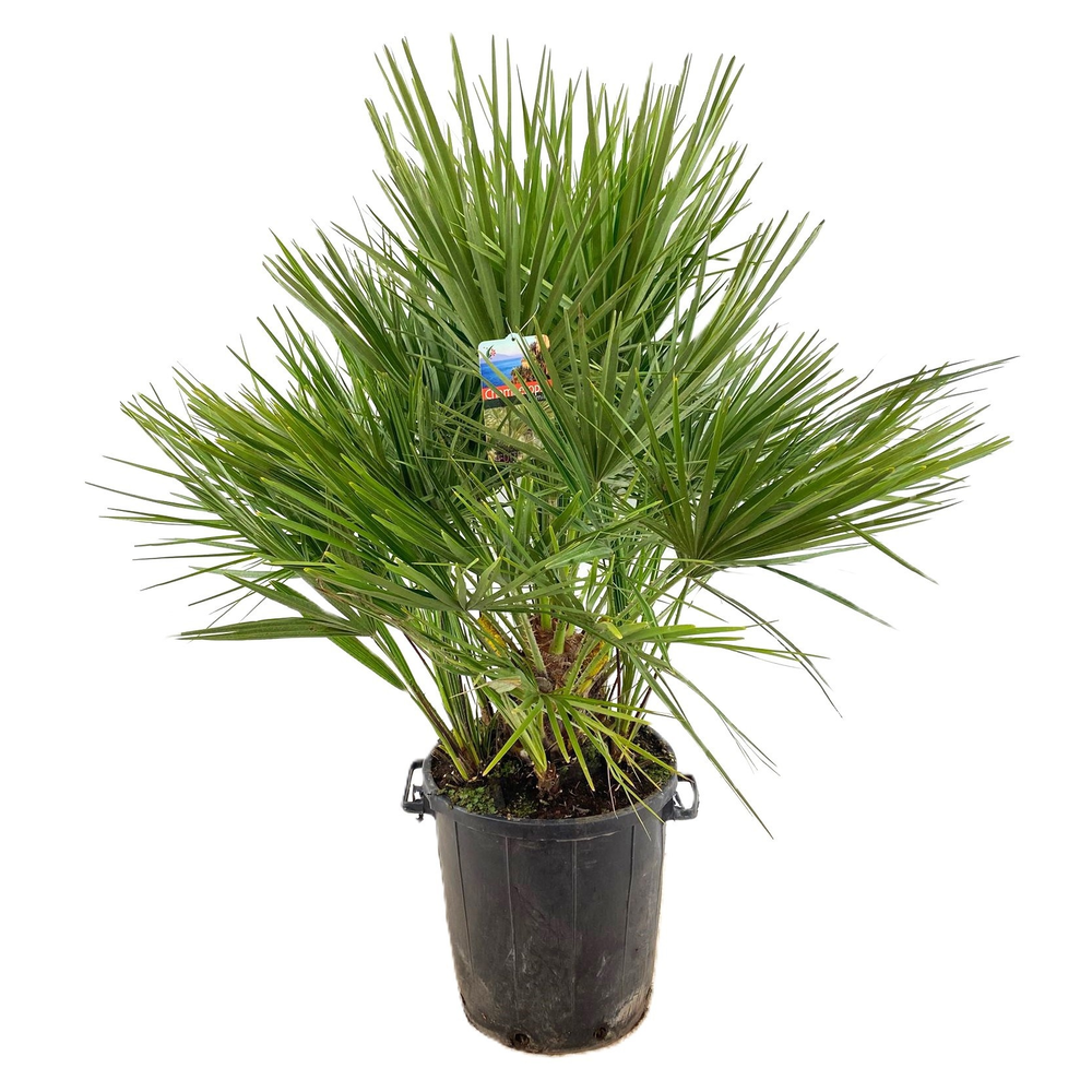 Chamaerops humilis.
