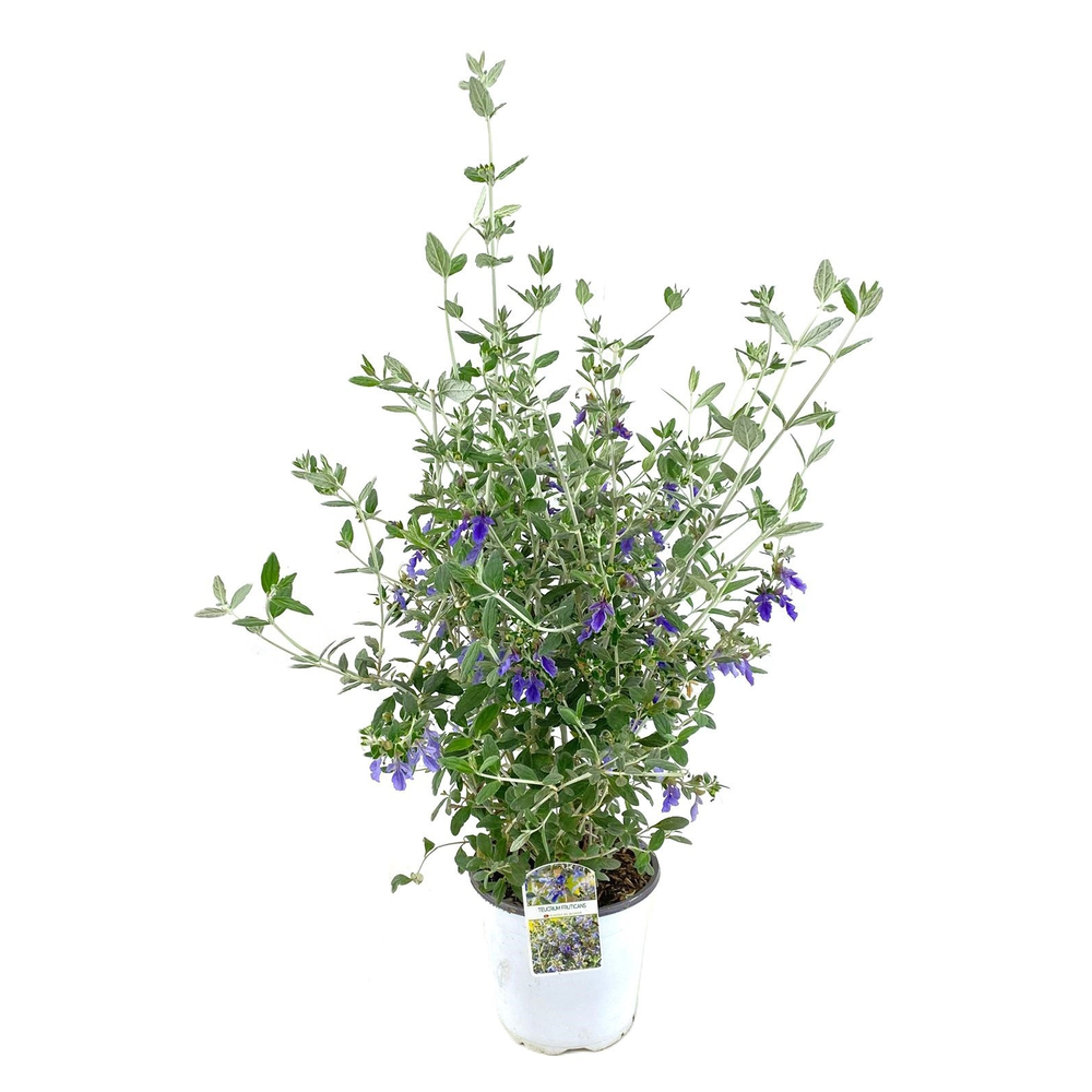 Teucrium fruticans.