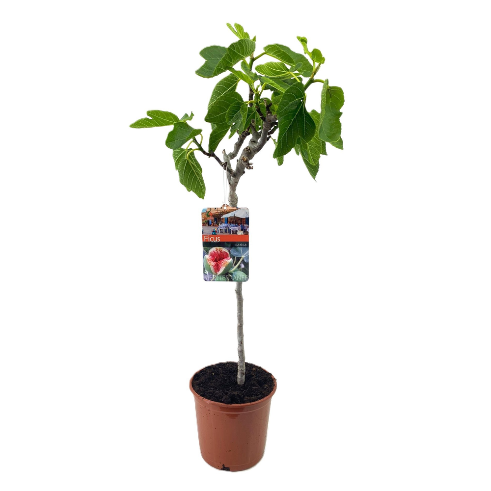 Ficus carica.