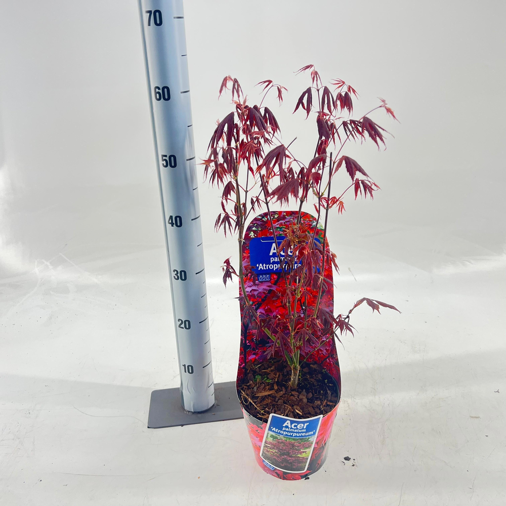 Acer pal. 'Atropurpureum' (in potcover).