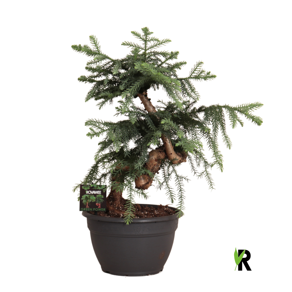 Araucaria bidwillii bonsai.