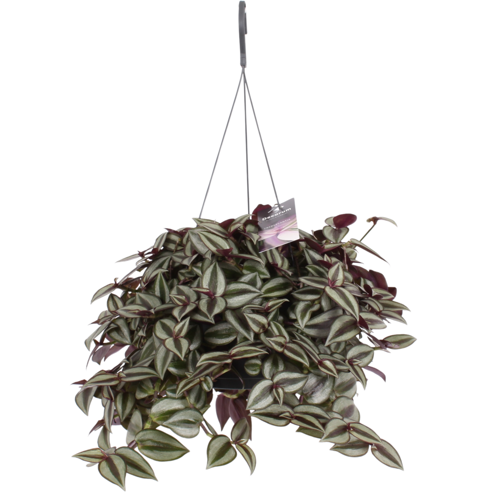 Tradescantia Zebrina Purpusii.