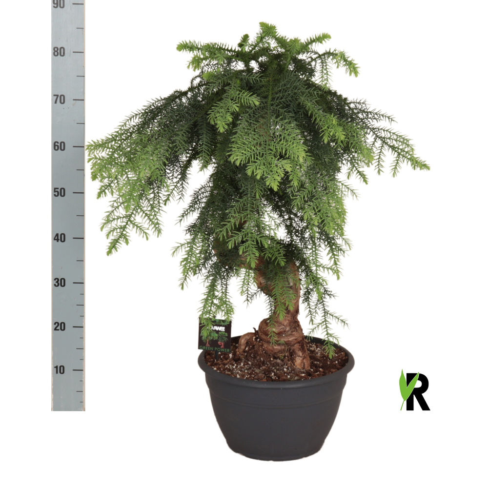 Araucaria bidwillii bonsai.