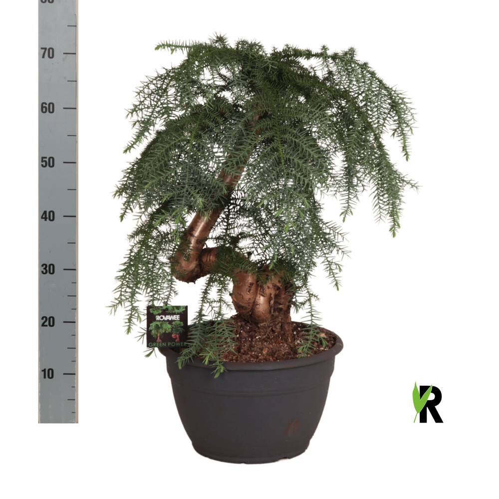 Araucaria bidwillii bonsai.