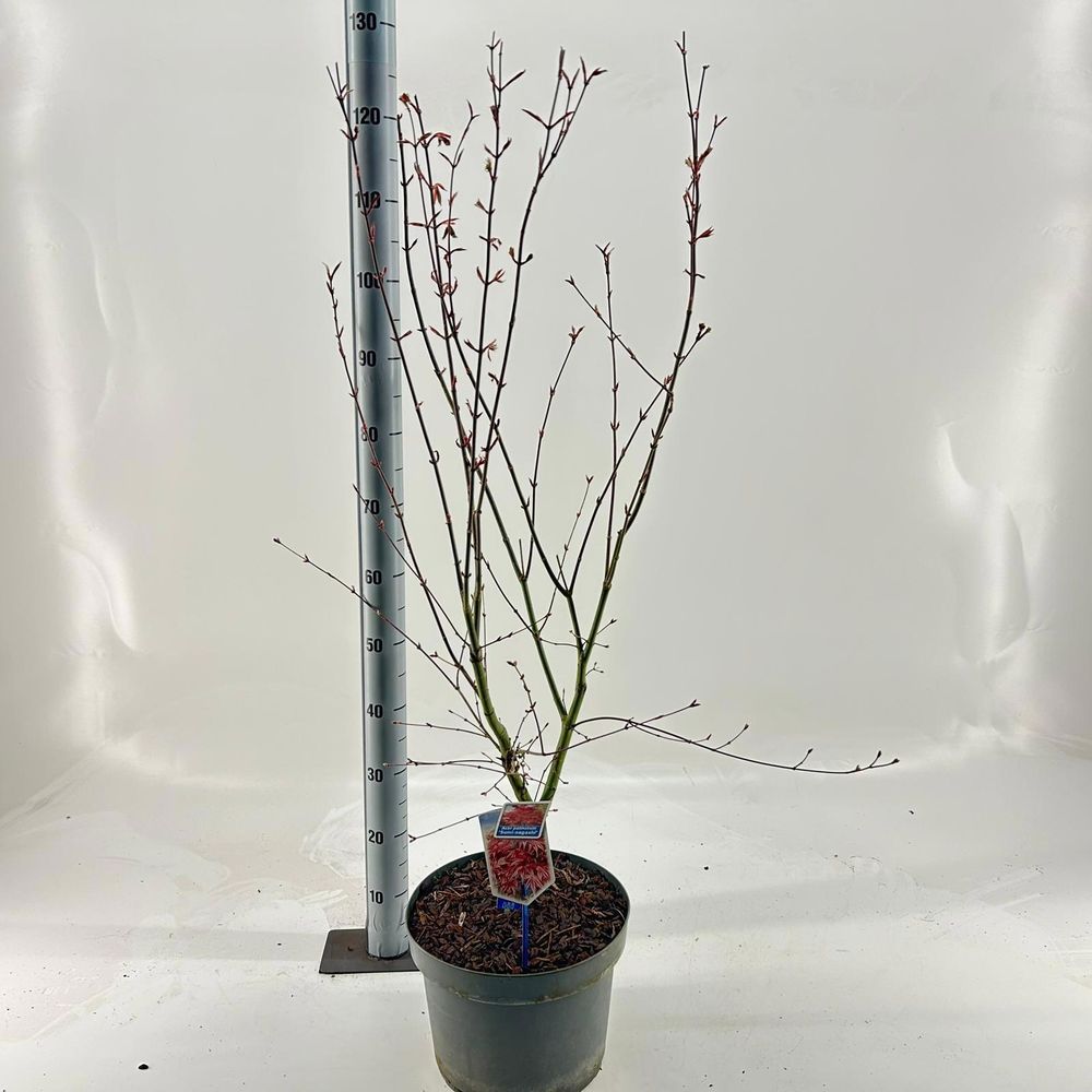 Acer pal. ‘Sumi-nagashi’.