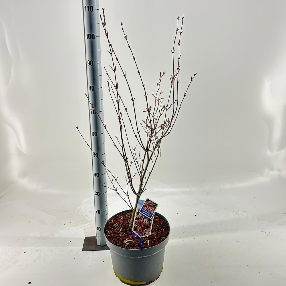 Acer pal. 'Yezo nishiki'.