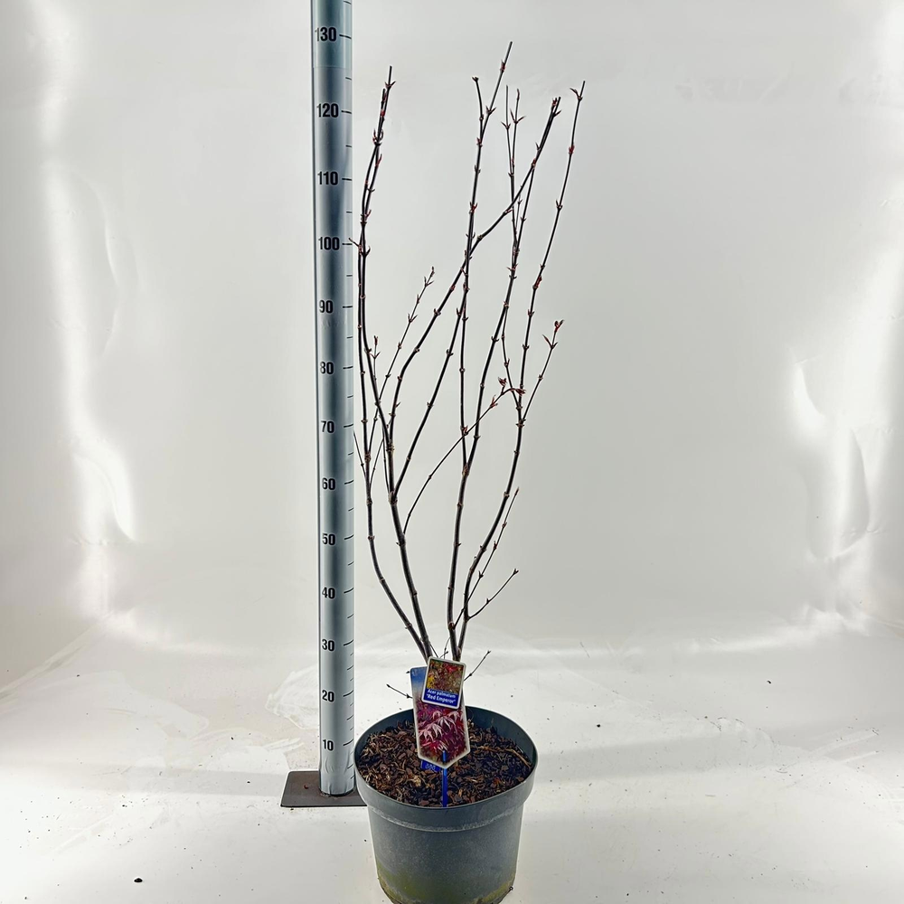 Acer pal. 'Red Emperor'.
