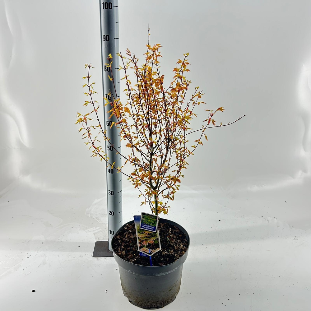 Acer pal. 'Orange Dream'.