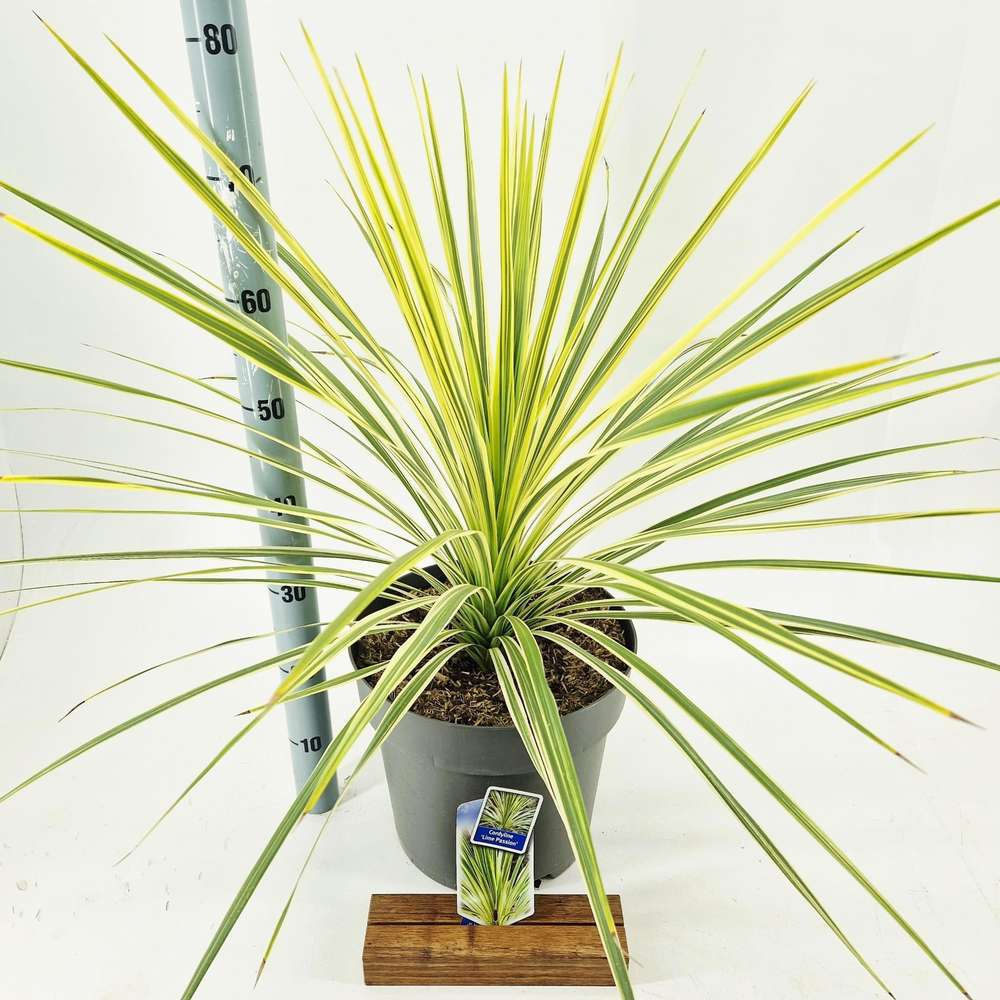 Cordyline australis 'Lime Passion'.